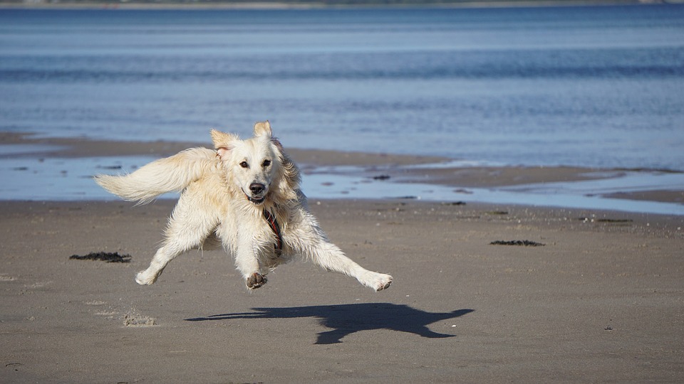 Animali domestici da compagnia in spiaggia, il via libera da parte dell’Amministrazione