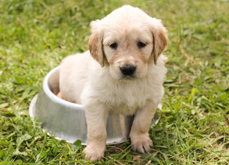 Area sgambamento cani, partono i lavori 