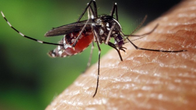 Disinfestazione adulticida, volta ad eliminare insetti Disinfestazione adulticida, volta ad eliminare insetti